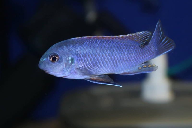 Labeotropheus fuelleborni 'Makanjila Point'
